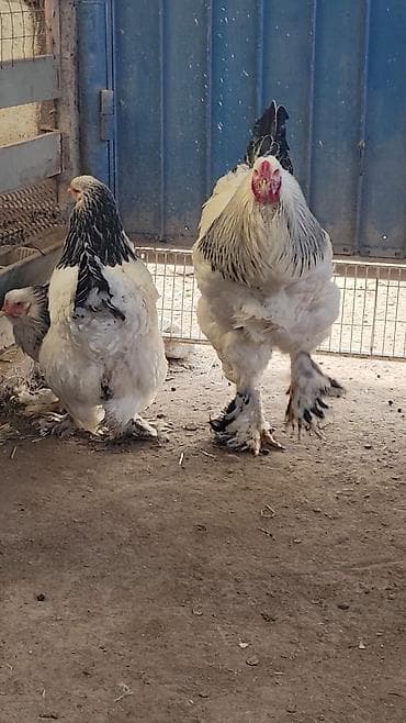 сулайман тоо: Молодой Петушок колумбийской СВЕТЛОЙ БРАМЫ. Находится в пригороде — 7