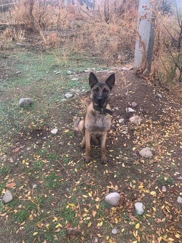 Вязка собак: Овчарка, 2 года, Самка, С прививкой — 2