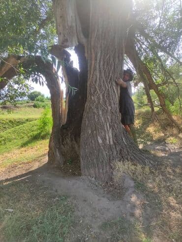 Ищу саженцы уличного Жасмина, пахучего когда цветёт