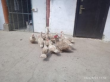 спортивные седло: Продаю | Индюк (самец) | Полукровка | Для разведения | Племенные — 3