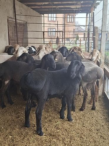 Продаю | Овца (самка) | На забой