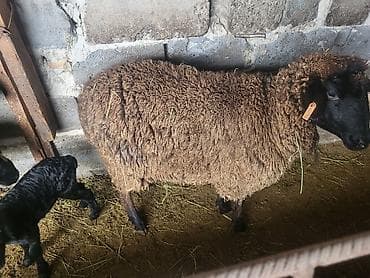 дакан яйца: Продаю | Овца (самка) | Меринос, Романовская | Для разведения | Матка — 3