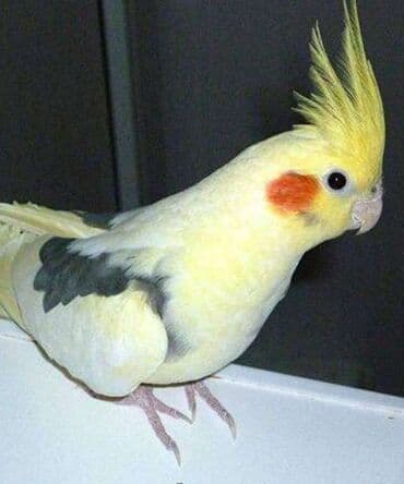 трафареты для рисования животных: Попугаи кареллы хорошо учатся говорить и приручаются к рукам. Так же — 12