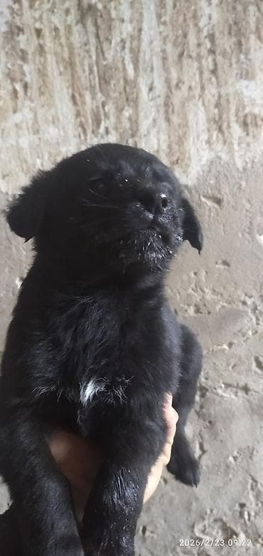 щенок лабрадора: Лабрадор-ретривер, 1 месяц, Самка — 3