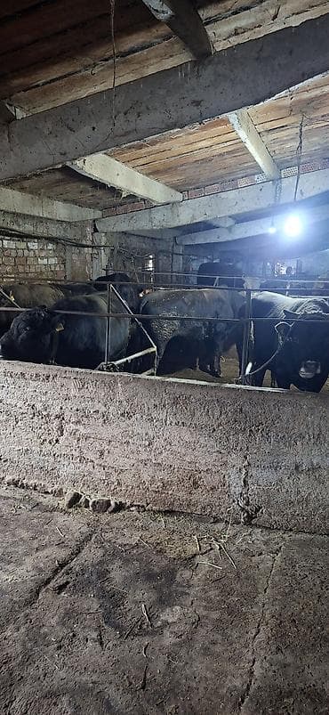 собаки талас: Продаю | Бык (самец) | На забой | Привязанные — 2