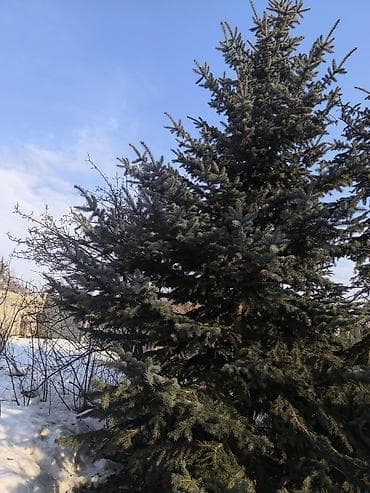 Кеңсе буюмдары: Көчөттөр дарактардын: Карагайлар — 1