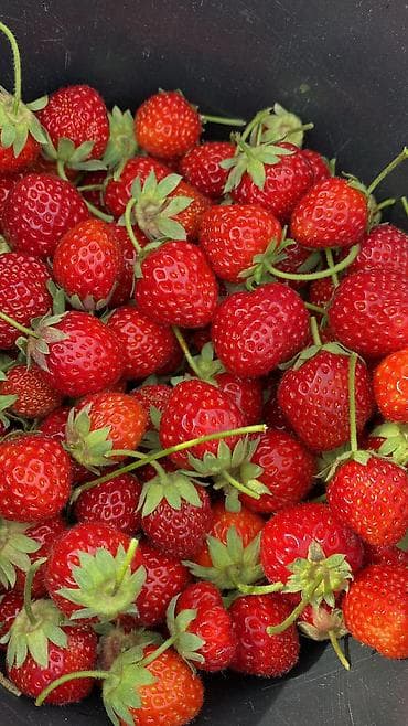фруктовые букеты: Клубника Альбион, Оптом, В розницу — 6
