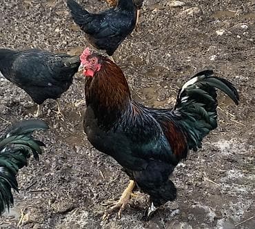 куры хай лайн: Продаю | Петух | Для разведения — 1
