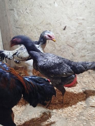 дончак кулун: Сатам | Тооктор — 2