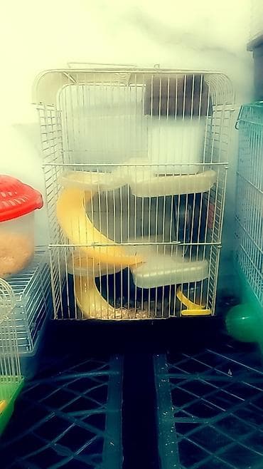 мал сатам: Продаю клетки для хомячков от 500 до 1700 сом. и самих хомячков — 5