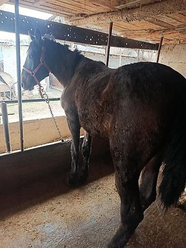 купить пони: Продаю | Конь (самец) | Рабочий — 5