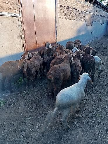 бараны матки: Продаю | Овца (самка) | Для разведения | Матка — 4