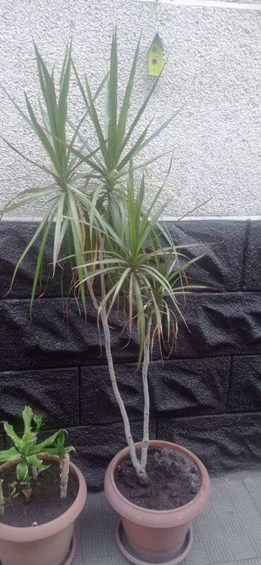 где купить водоросли для аквариума: Комнатные цветы !!! — 3