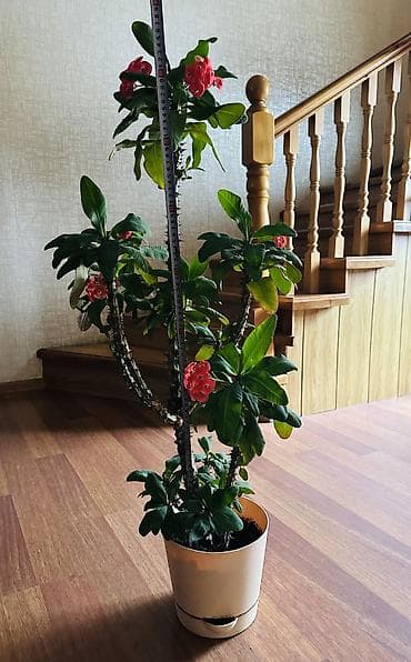 Молочай Милля (Euphorbia milii) в горшке. - Высокий куст на — 2
