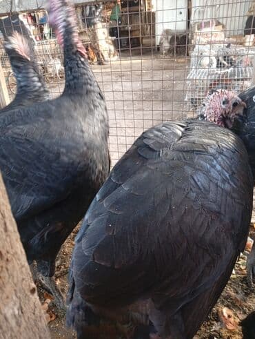 домашние птицы: Индюки и индюшки.3самки прошлый год — 10