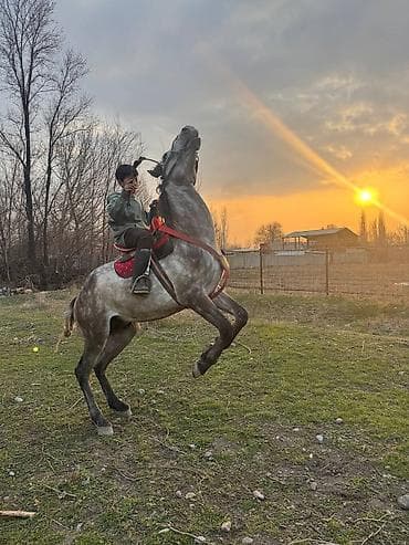 жылкы жаныбар: Сатам | Тай | Ат спорту | Жасалма жол менен боозутуу — 5