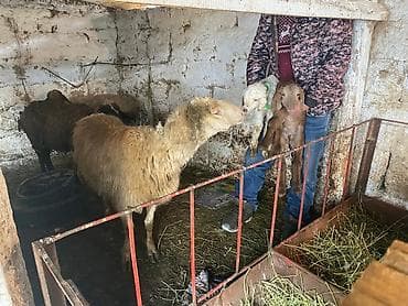 Индюки: Продаю | Овца (самка) | Для разведения | Матка — 1