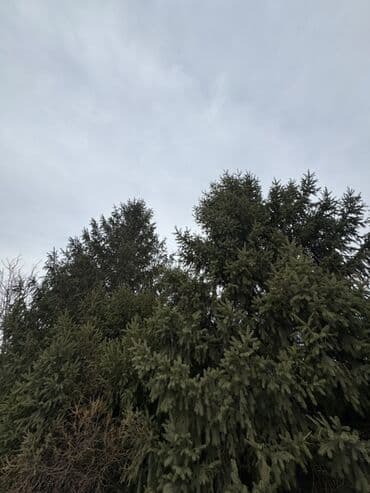 12 балон: Срочно продам елки 
От 2 до 6м 

Можно на сруб, можно с корнем — 3
