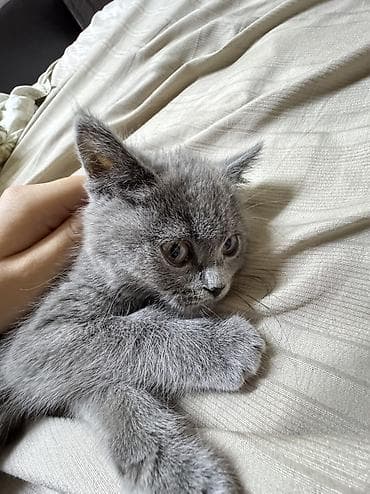 выбор: Британская короткошёрстная, 3 месяца, Мальчик, Голубой, Приучена к лотку — 2