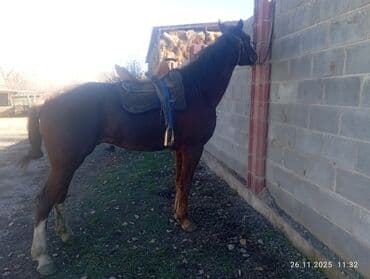 возьму собаку в добрые руки: Продаю | Конь (самец) | Полукровка | Для разведения — 2