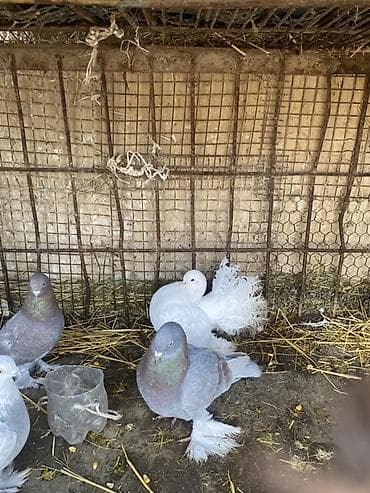 голуби голубей птицы: Породистые декоративные голуби. Описание: - Породы/типы: павлиний — 2