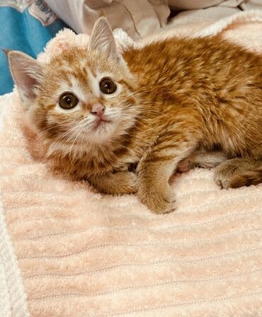 бренд вещи: Плед, Все сезоны, Плюшевый — 3