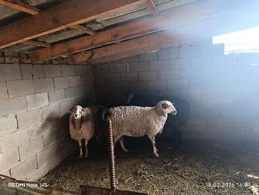 жирные бараны: Продаю | Овца (самка), Баран (самец) | Полукровка | Для разведения | Матка — 3