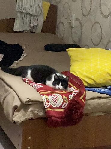 Продажа кошек: Кошка даром: Беспородная, 7 месяцев, Девочка, Приучена к лотку — 2