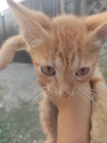 черепаховая кошка: 2 месяца, Мальчик — 3