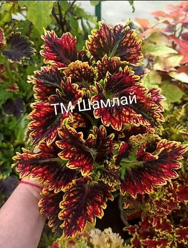 семечка оптом: Черенки цветка — 6