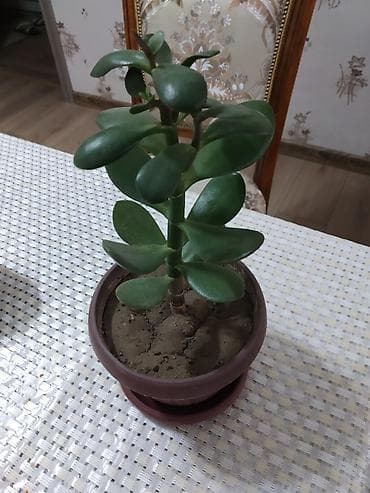 Денежное дерево