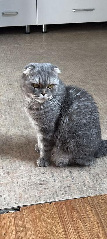 шотландский котята: Кошка даром: Скотиш Фолд (Шотландская вислоухая), 5 лет, Девочка, Кастрирована, Приучена к лотку, Проглистована — 5