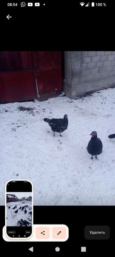 Аквариумы: Ундук тор короздору 3700 Дон 5000 минге чейин мекиштери 2500 Дон 3500 — 2