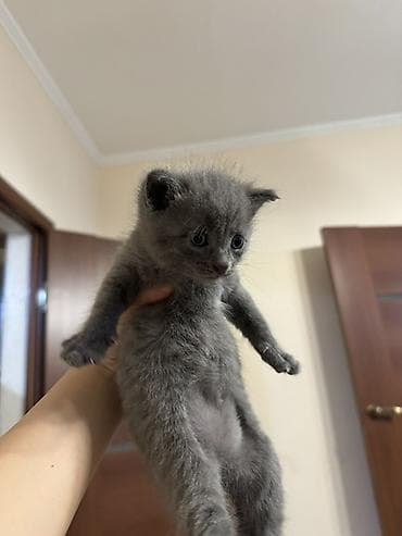 донской сфинкс котята: Котёнок голубого окраса русская голубая - Милейший пушистый комочек с — 4