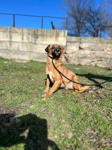 стрижка собак на дому недорого: Ищем дом для молодой девочки. Стерилизована и привита. Привезём сами — 2
