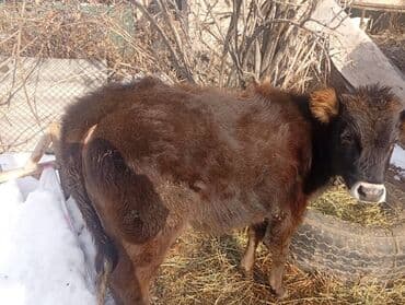 эчки сути сотилади: Сатам | Музоо | Бордоп семиртүү үчүн — 1