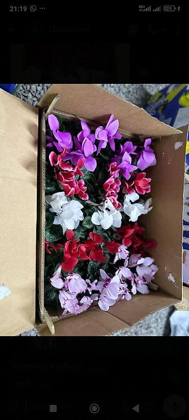 ОПТОМ Цикламен комнатный в горшке. - Компактные кустики с мраморными