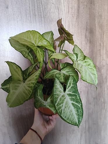 сингониум манго алюжн: Сингониум (Syngonium) в горшке - Декоративно-лиственное комнатное — 1