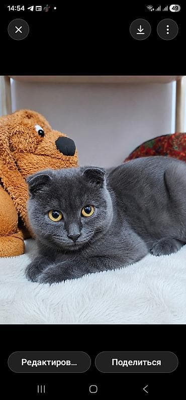 Скотиш Фолд (Шотландская вислоухая), 3 месяца, Мальчик, Серый, Приучена к лотку