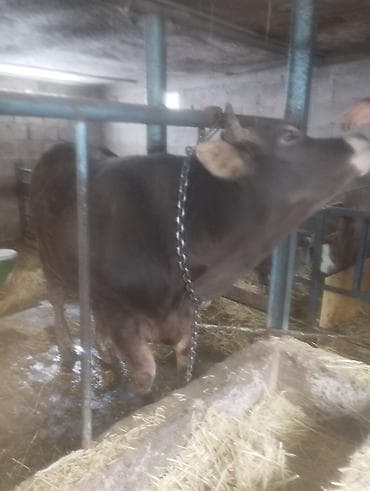 алатоо коровы: Продаю | Бык (самец) | Алатауская | Для разведения | Искусственник — 4