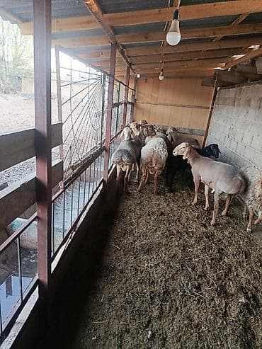 инкубатор автамат: Продаю | Баран (самец) | На забой | Котные — 3