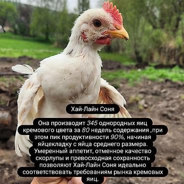 стрижка животных на дому: Срочно продаю 
50 шт хай лайн 50 штук обычные цыплята по 450сом — 1