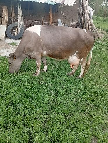 пародистый кошка: Продаю | Корова (самка) | Для молока — 3