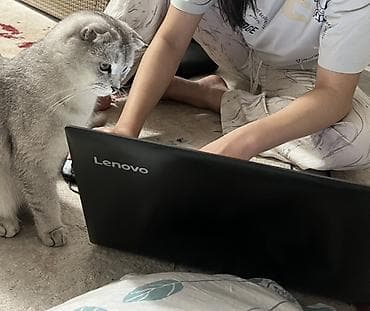 взять котика в добрые руки: Шотландская вислоухая кошка (Scottish Fold), окрас серебристый — 9