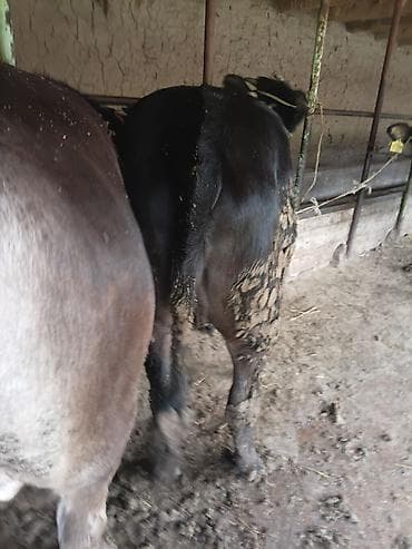 голштин коровы: Продаю | Тёлка | На откорм | Привязанные — 9