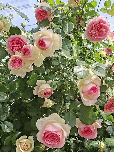 Саженцы Самовывоз, Бесплатная доставка, Платная доставка