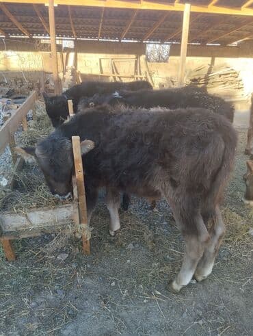 продажа домашних животных: Продаю | Музоо, торпок, Бык (самец) | Для разведения, На откорм — 7