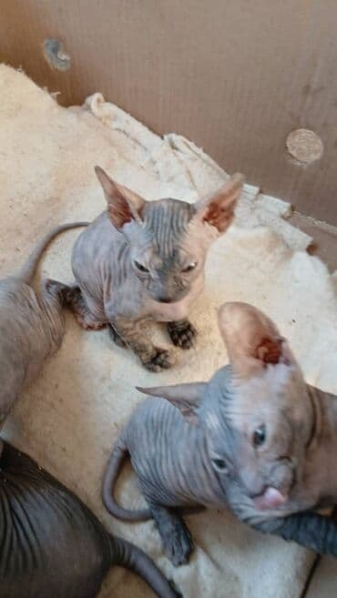 кошка сфинкс с шерстью: Донской сфинкс,котята резинки,всё котята лысые 3 девочки и 1 — 4