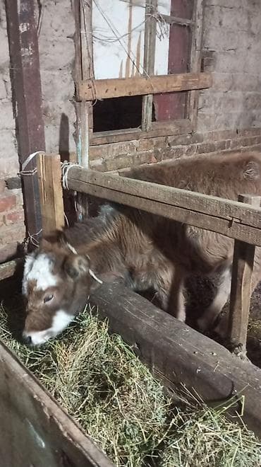 бигль собака: Продаю | Тёлка — 5