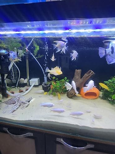 аквариумные черепахи мини: Цихлиды альбиносы для домашнего аквариума белый принцы и попугай — 8